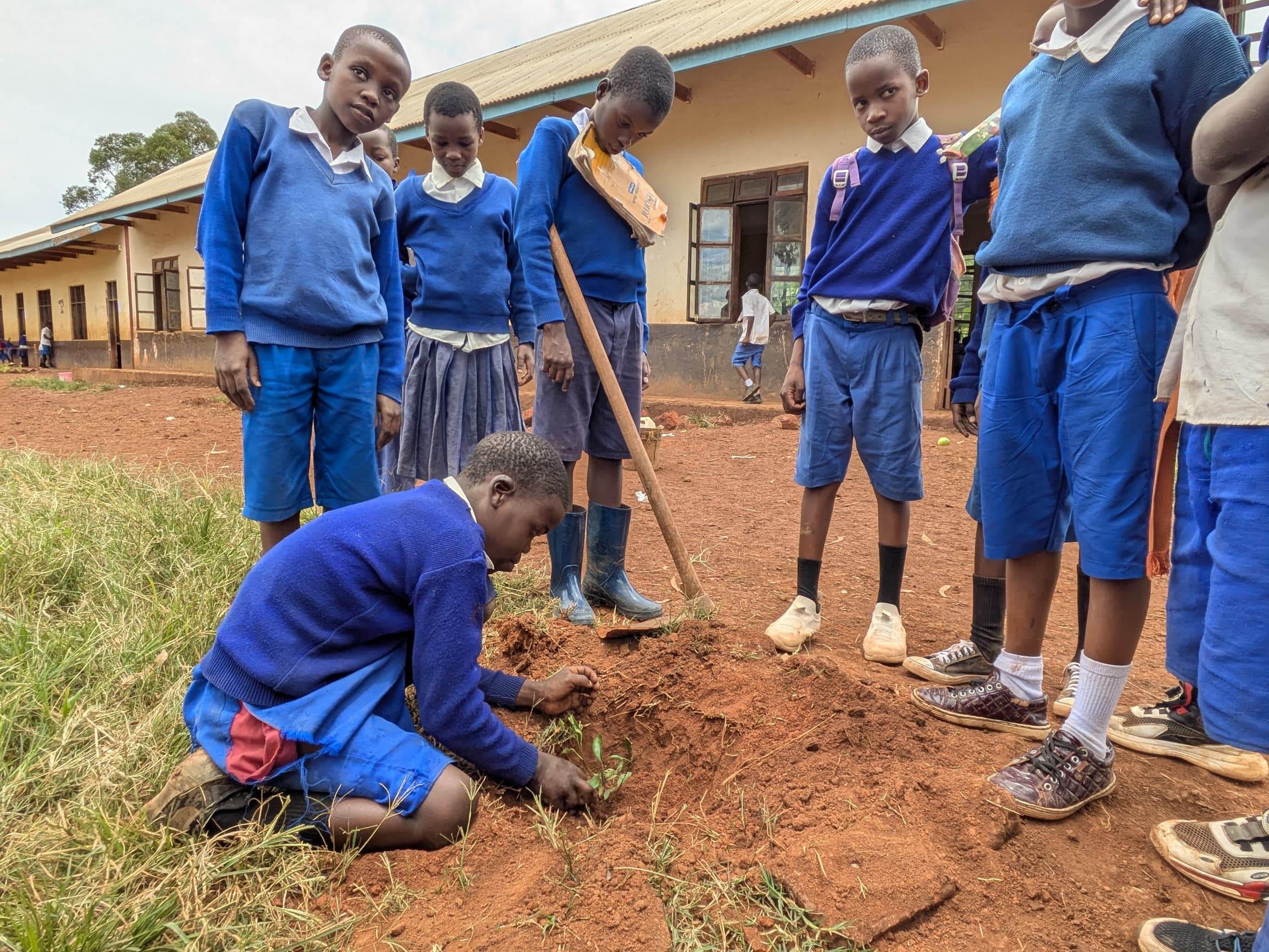 Students planting a seedling at school